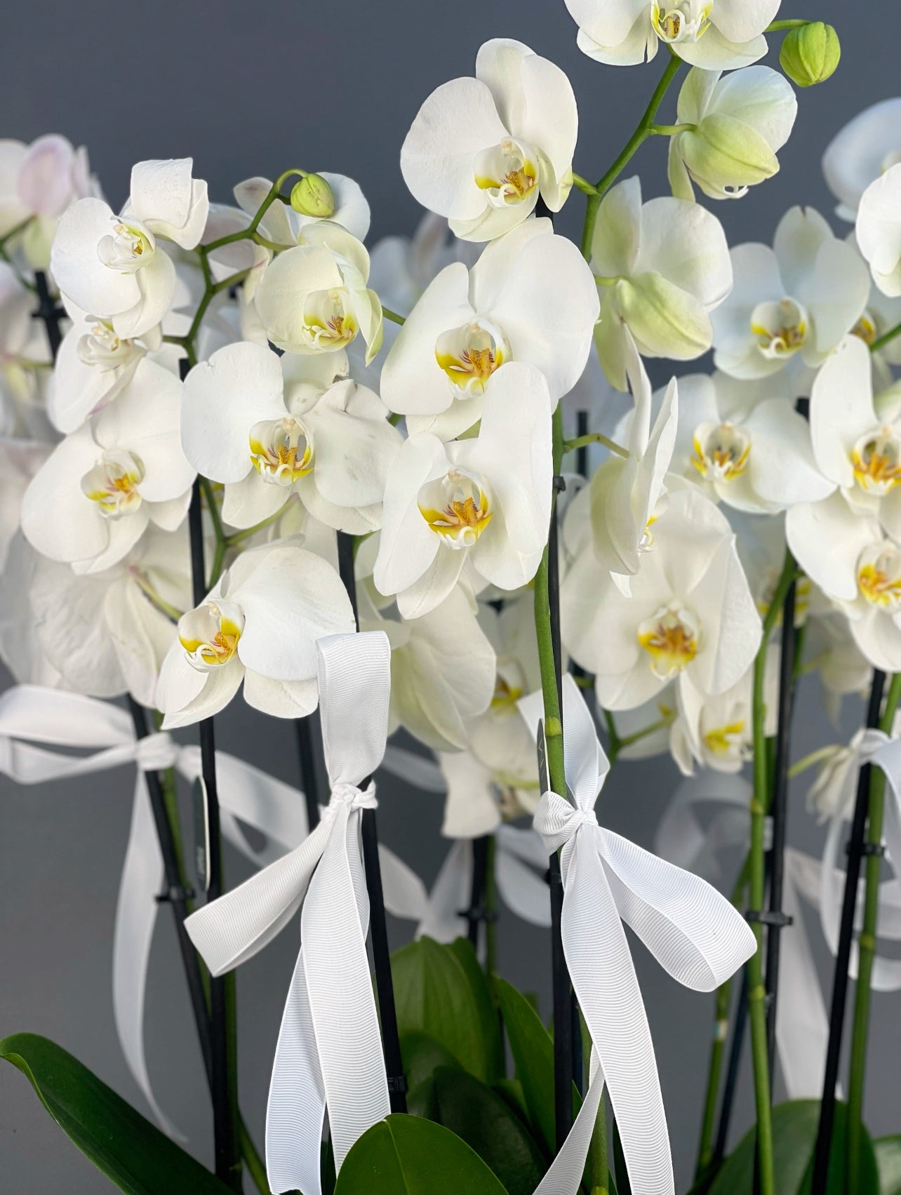 Yakın çekim detay: Orkide çiçeklerinin saf beyaz tonları ve narin petal yapısı.