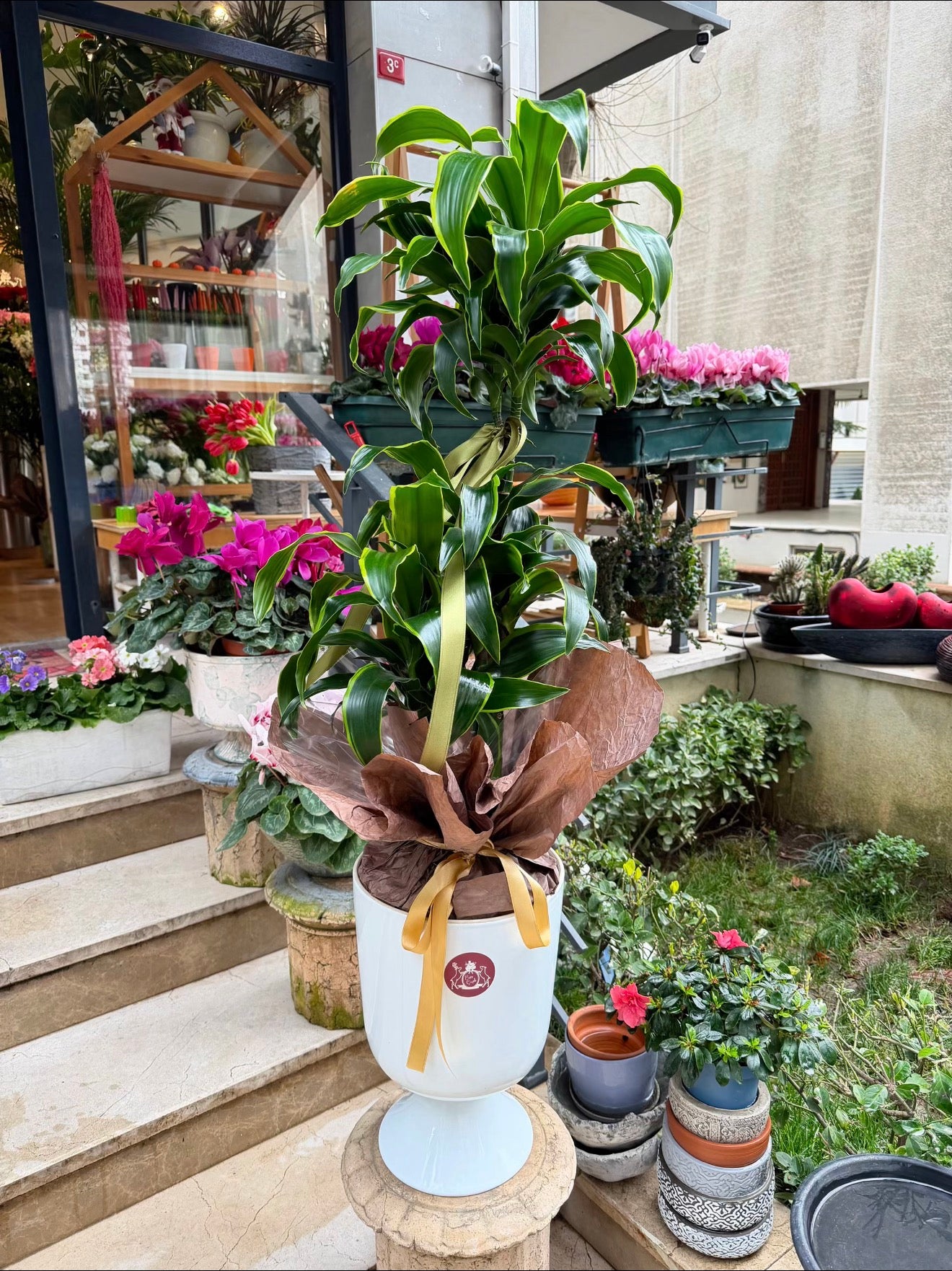 Dracaena Fragrans Dorado
