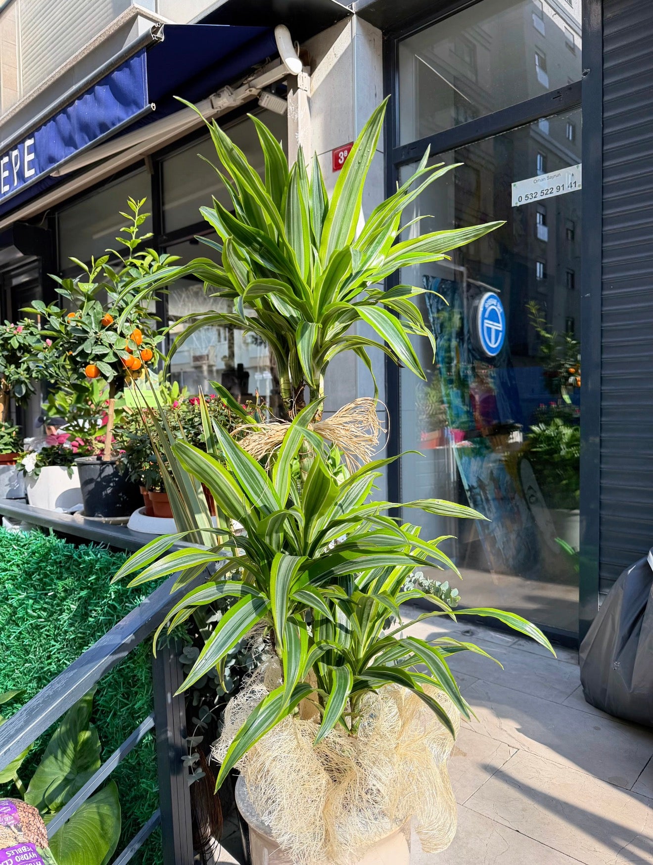 Dracaena Fragrans Lemon Lime