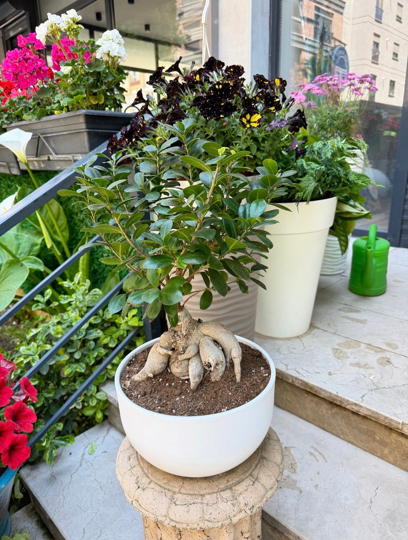 Ficus Ginseng Bonsai