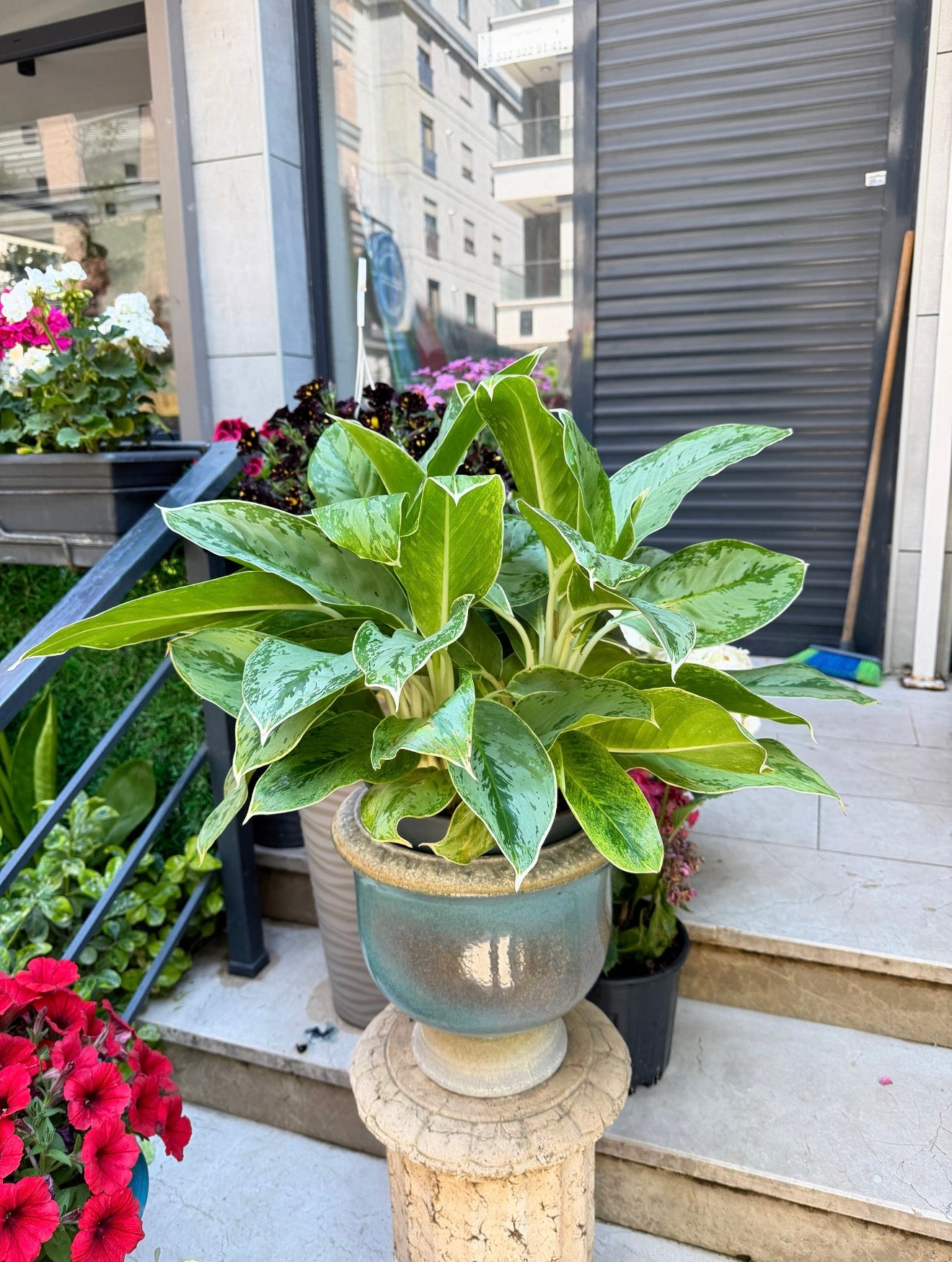Aglaonema Silver Bay