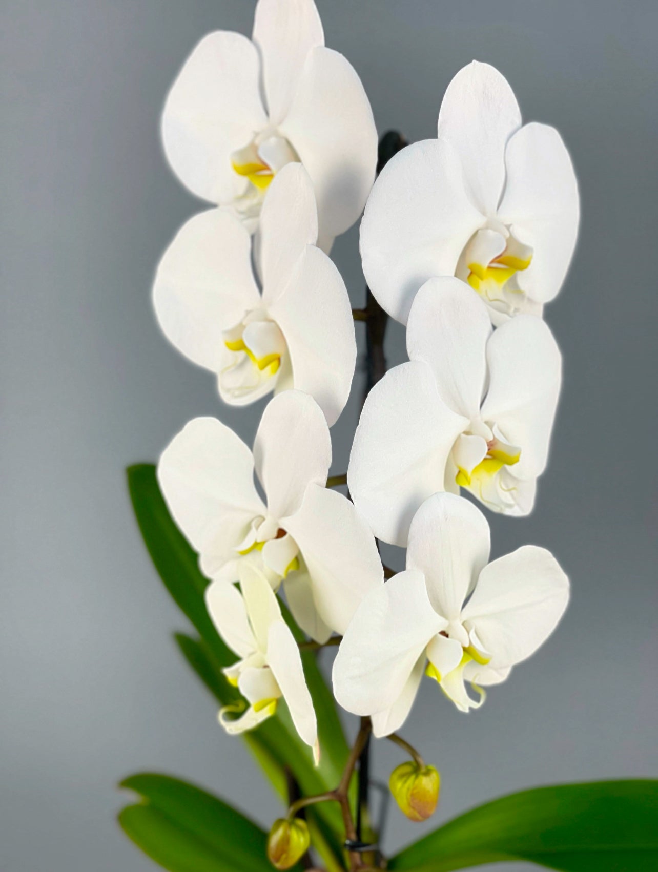 Premium kalite çiçeklerle hazırlanmış Beyaz Formidable Orkide, Prestige Desenli Seramik Vazo içinde estetik bir dokunuş.