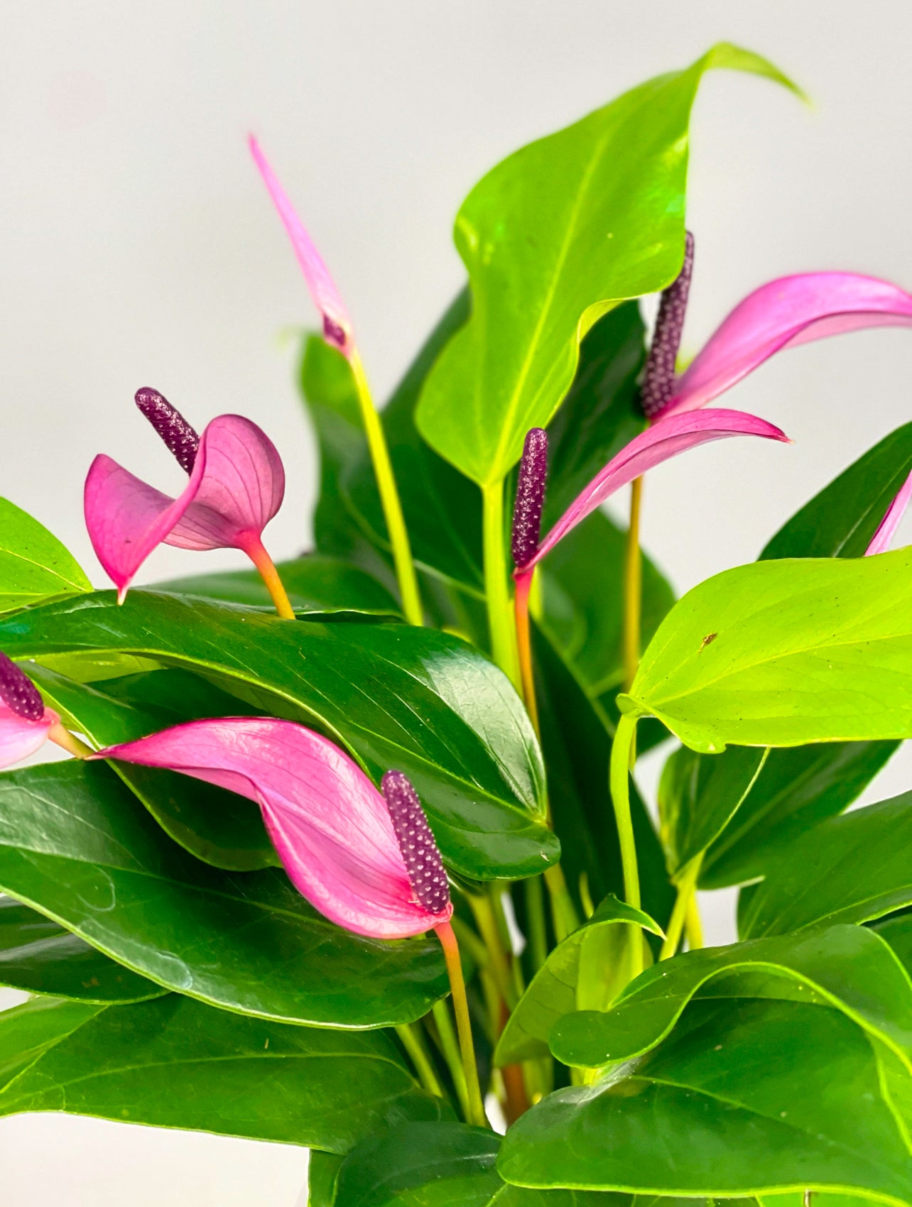 Premium kalitede Mor Antoryum, Luxe Cam Vazoda, İstanbul içi hızlı teslimat ile.