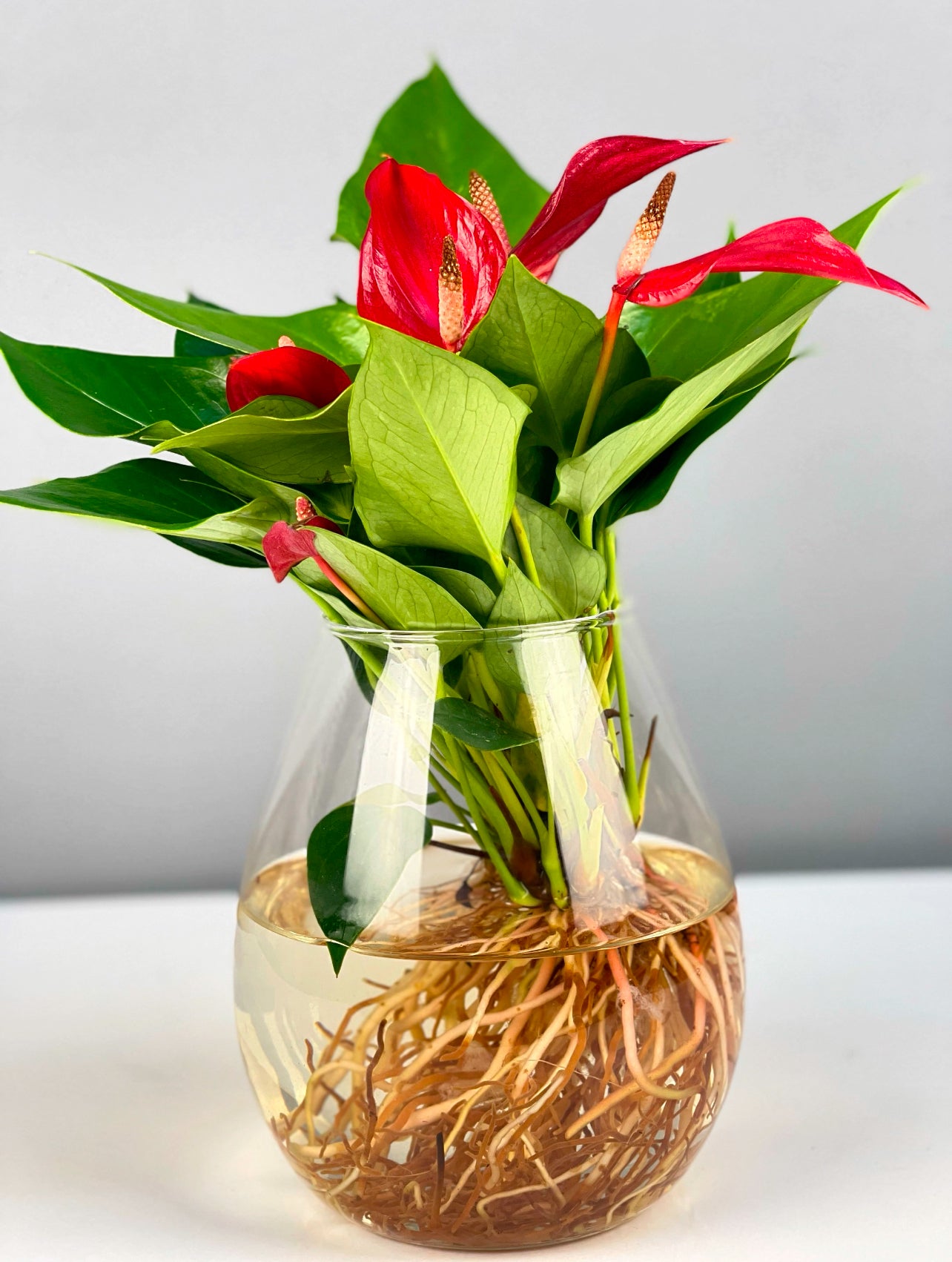 Premium kalitede Kırmızı Antoryum, Luxe Cam Vazoda, İstanbul içi hızlı teslimat ile.