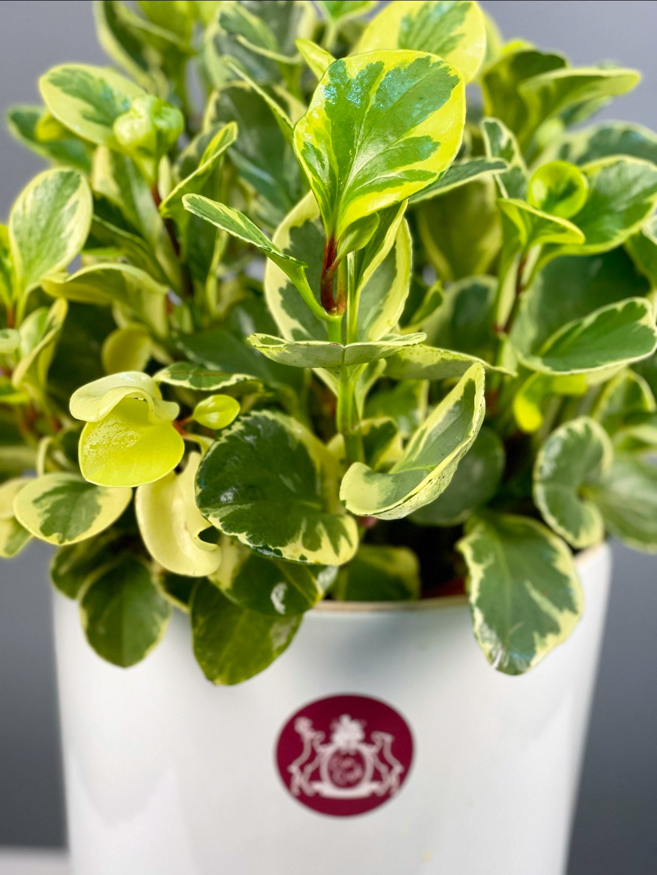 Alacalı Peperomia, tropikal bitki olarak modern iç mekanlarda şıklık ve zarafet sunuyor, 50-60 cm boyunda.