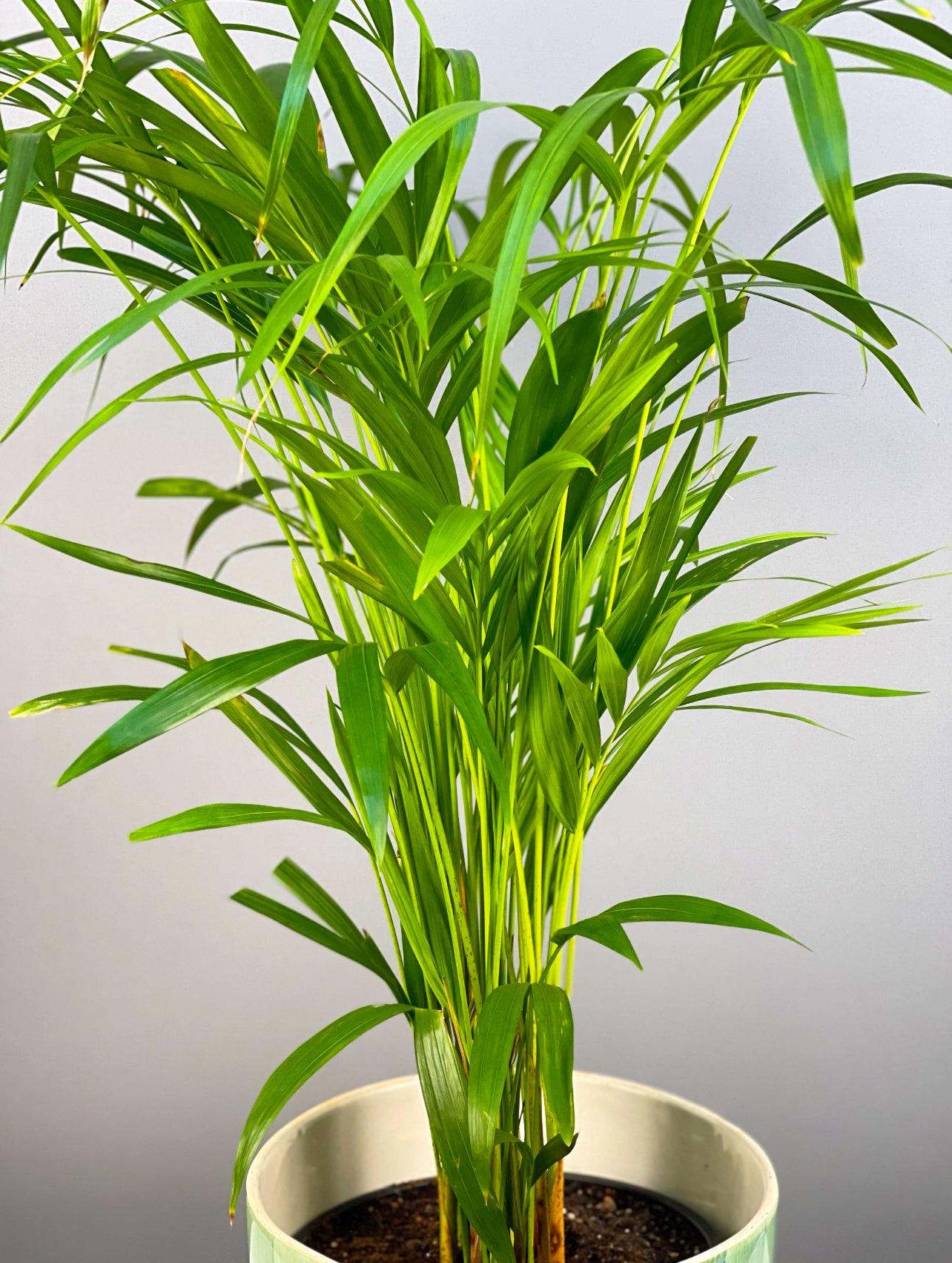 Areka Palmiyesi, tropikal yapraklarıyla ofis ve ev dekorasyonuna taze bir hava katar, 180 cm boyunda.