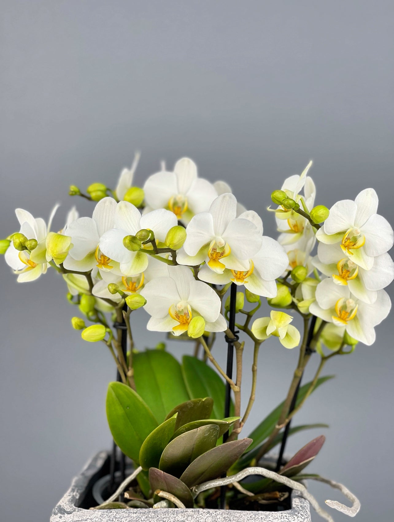 Şık eskitme seramik saksıda sunulan Beyaz Bellissimo Orkide, sofistike detayları ve ferah estetiğiyle dikkat çekiyor.