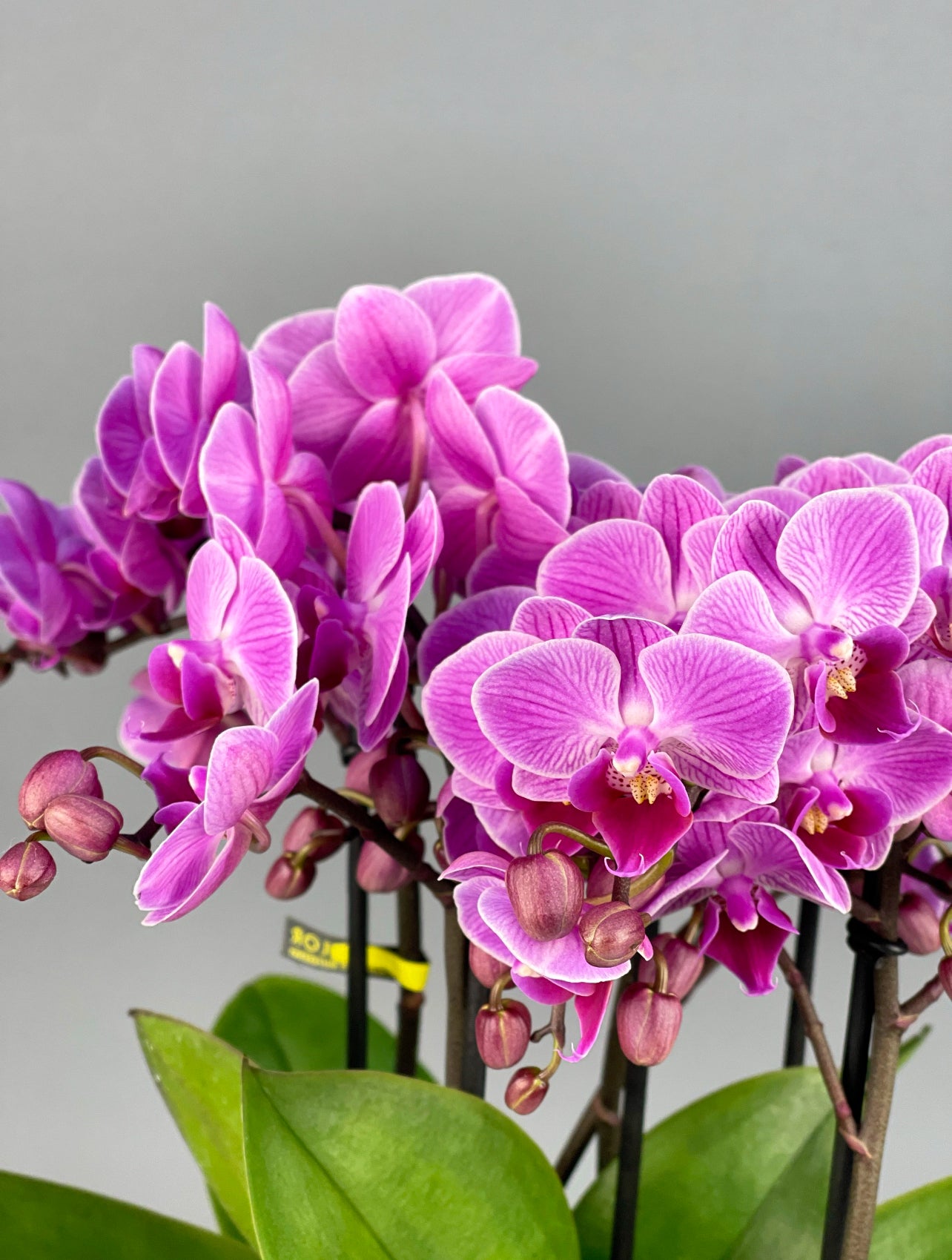 Fuşya Bellissimo Orkide, eskitme seramik saksıda lüks ve estetik bir sunumla dikkat çekiyor.