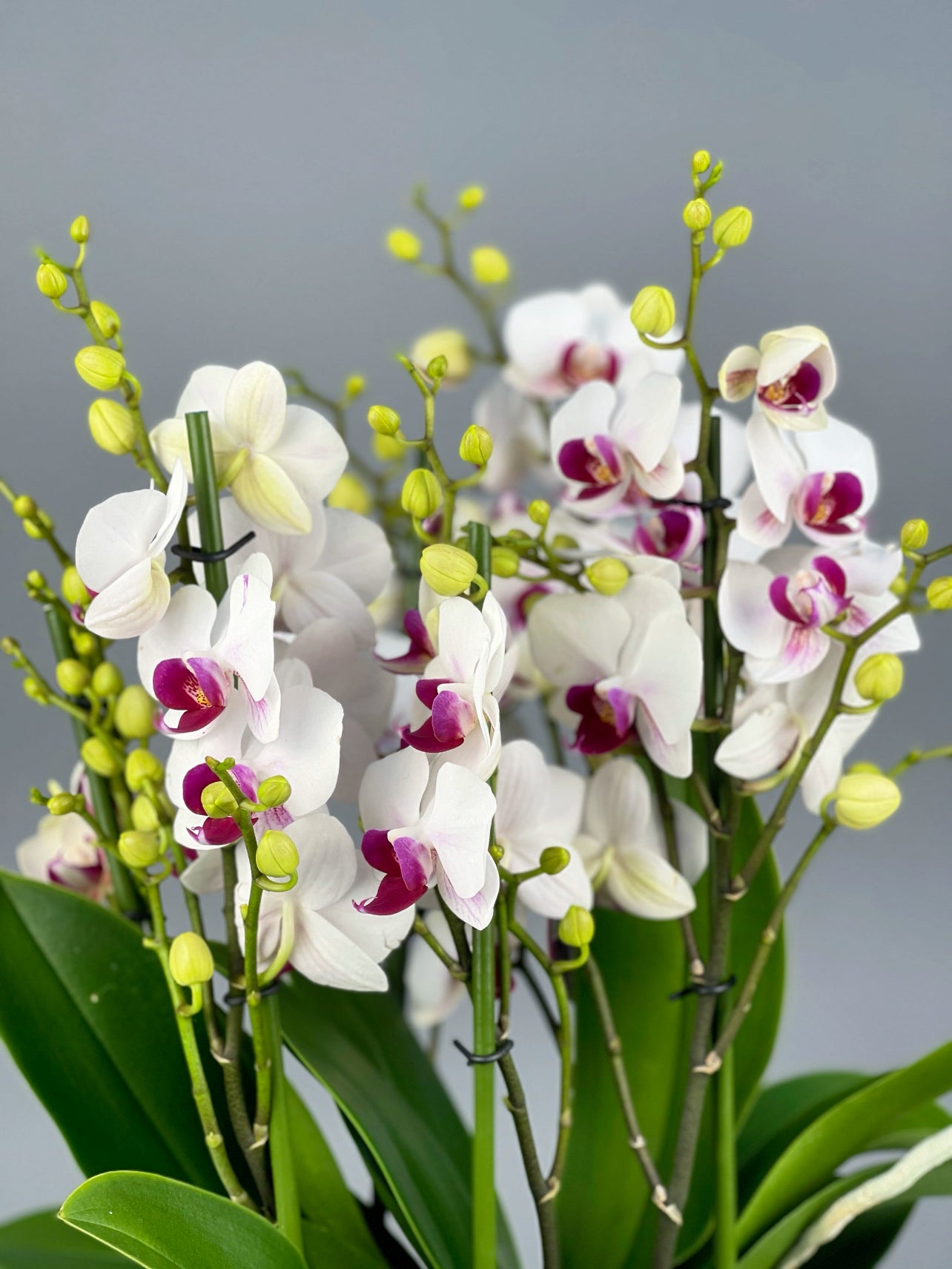 Siyah cam vazoda yer alan mor alacalı beyaz Bellissimo orkide, şık detayları ve lüks görünümüyle dekorasyonunuza estetik bir vurgu katar.