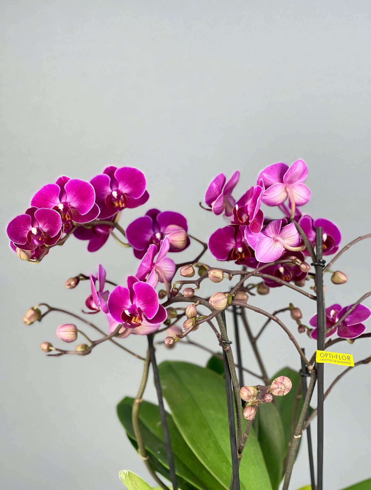 Siyah mat cam vazoda sergilenen mor Bellissimo orkideler, estetik ve lüks görünümüyle dikkat çekiyor.