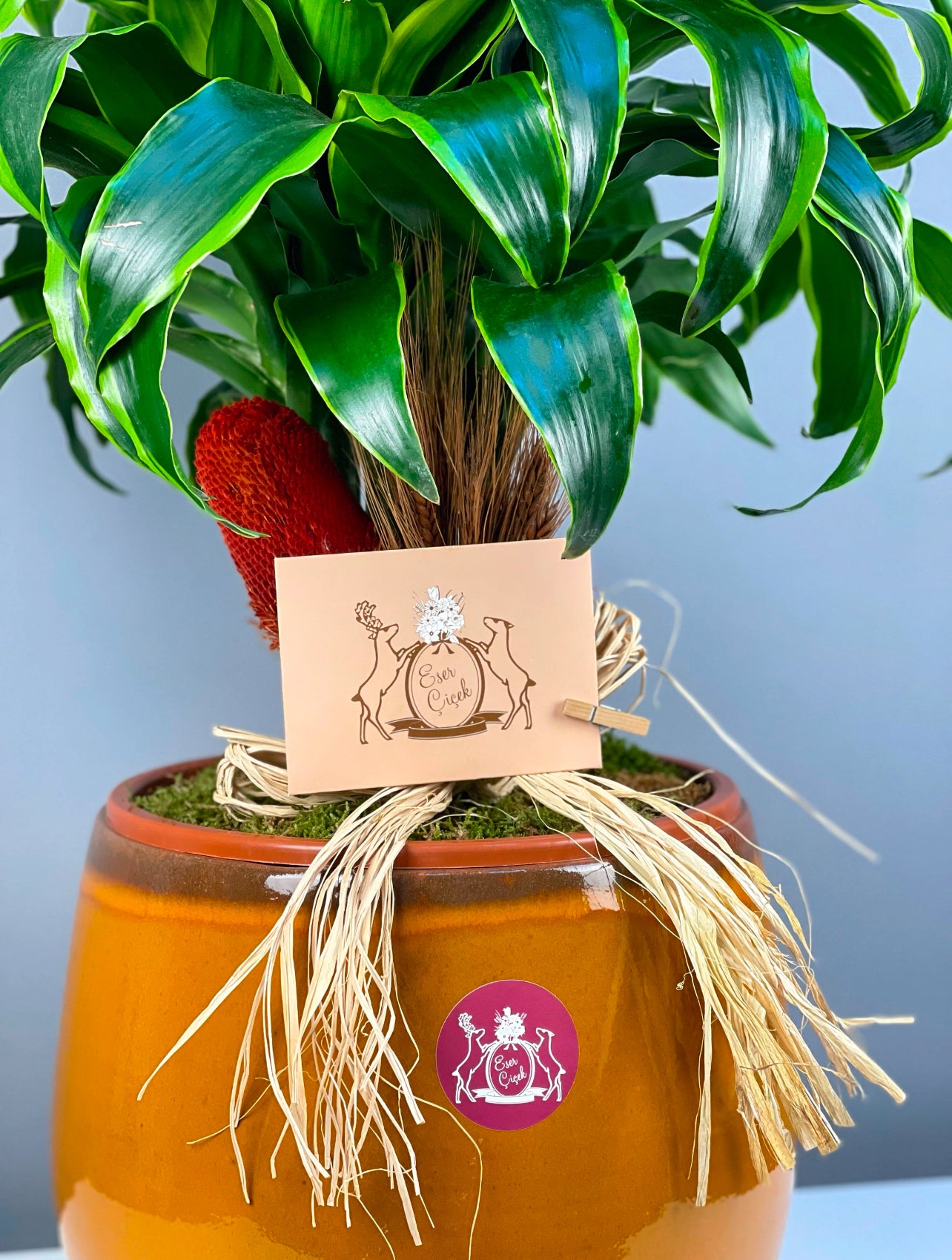 Dracaena Fragrans 'Dorado' iç mekan bitkisi, altın sarısı yapraklarıyla şık ve modern dekorasyona katkı sağlar.