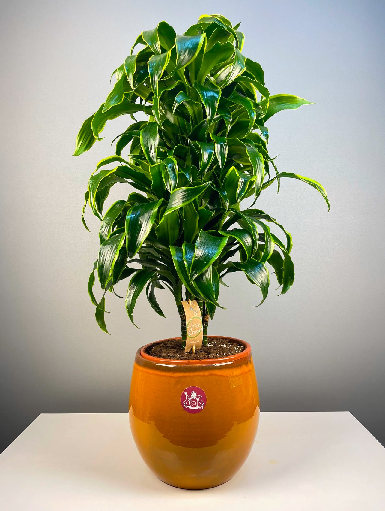 dracaena fragrans dorado Seramik Saksıda Dracaena Fragrans 'Dorado' – Eser Çiçekçilik