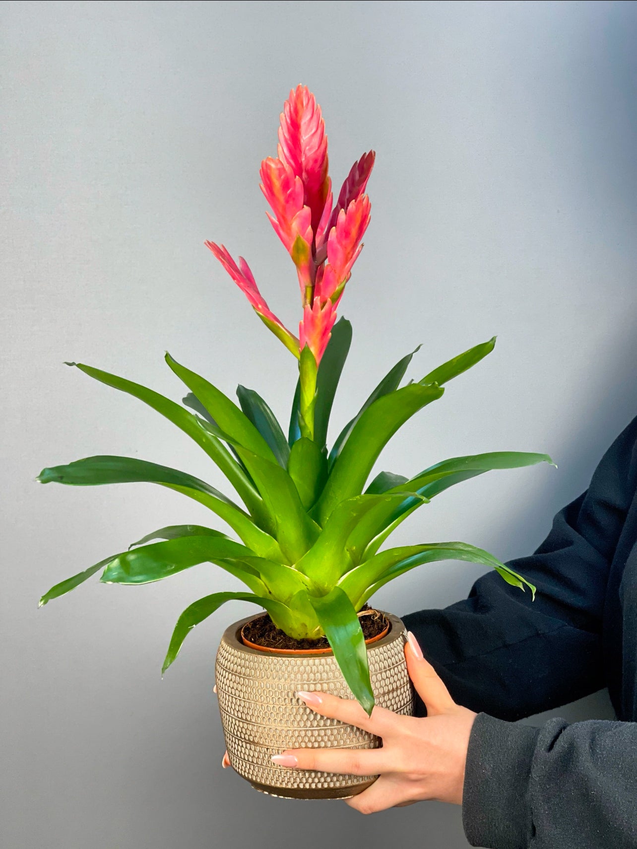 Egzotik Bromeliad türü, pembe çiçekli Vriesea Carinata.