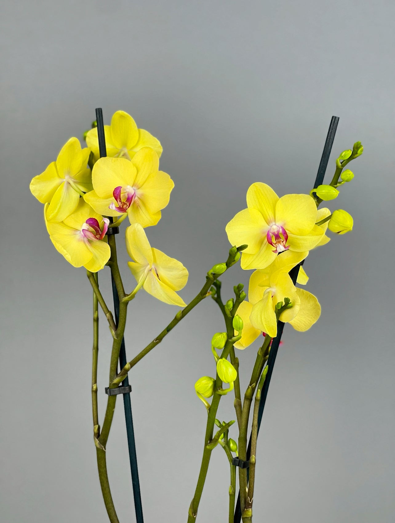 Aranjmanın genel görünümünde, sarı orkidenin canlı tonları ve ip saksının dekoratif şıklığı.