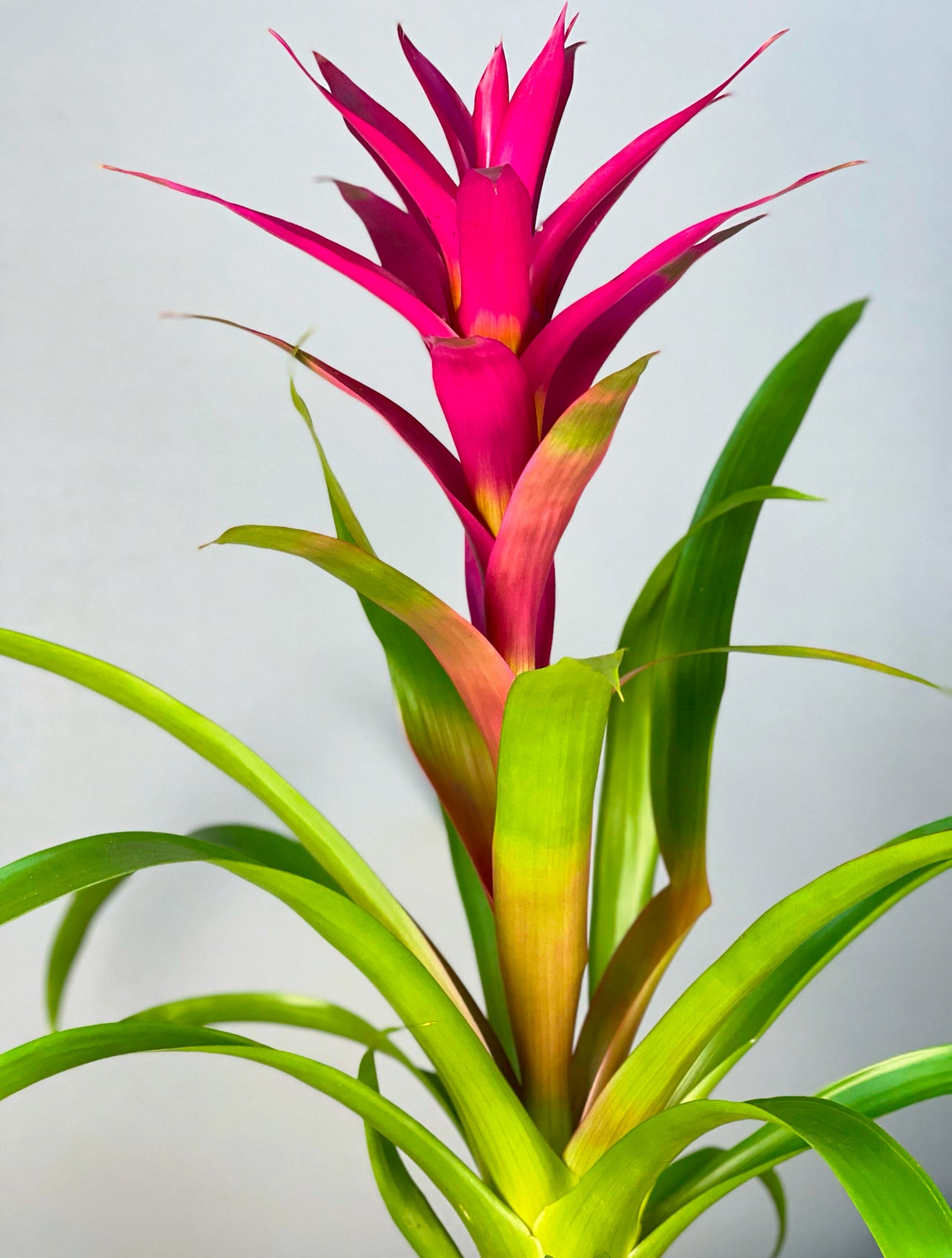 Tropikal güzelliğiyle pembe Guzmania bitkisi, ev veya ofis ortamlarına estetik bir dokunuş sağlar.