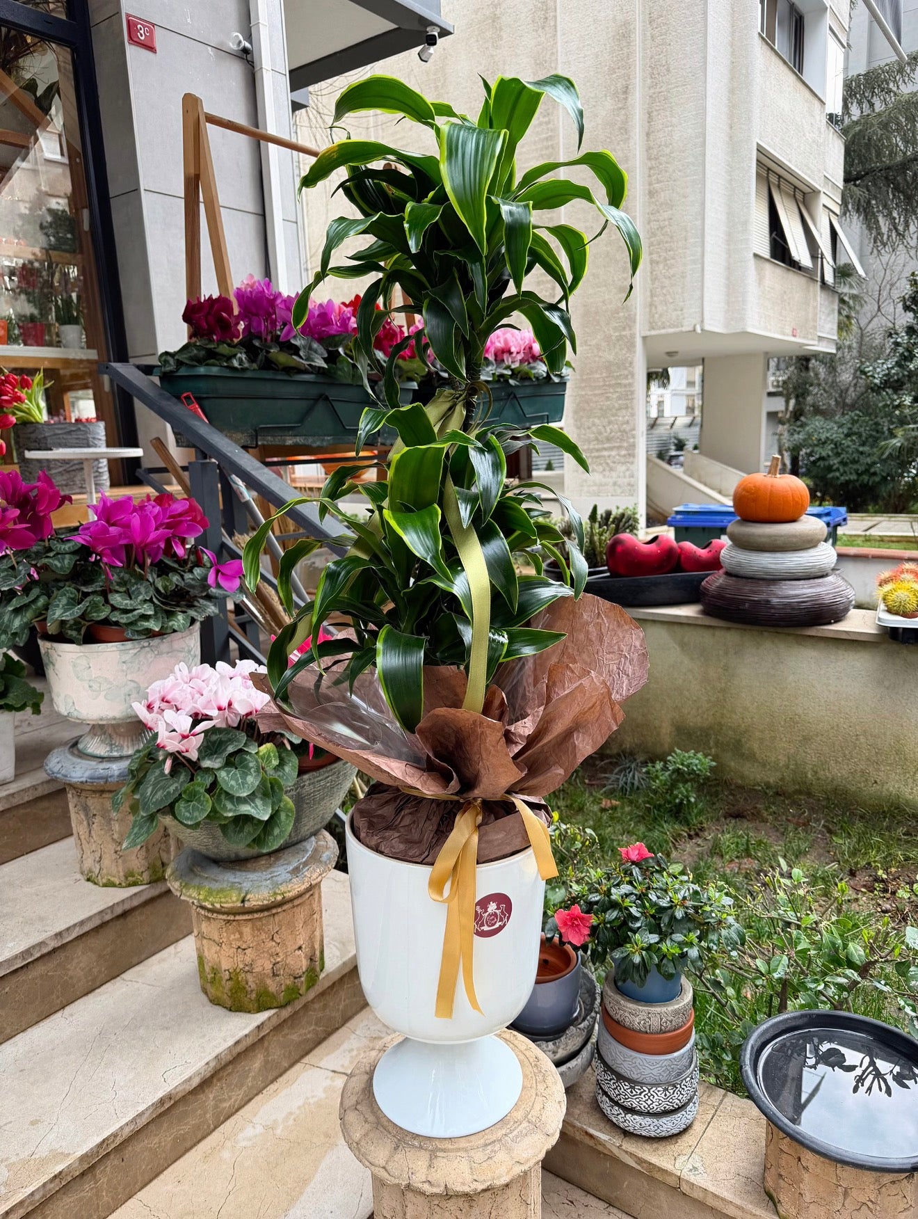 Dracaena Fragrans Dorado