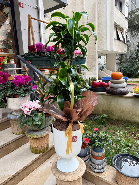 Dracaena Fragrans Dorado