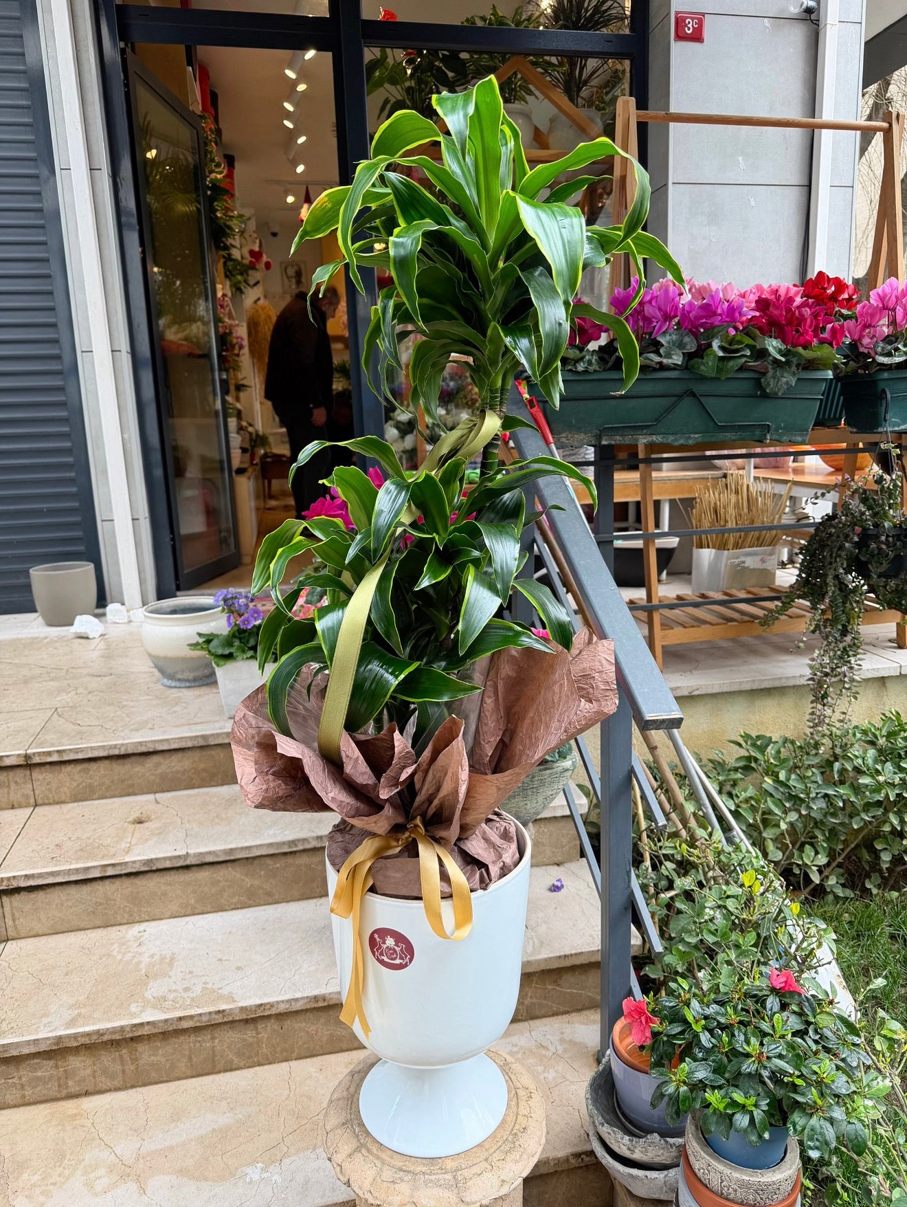 Dracaena Fragrans Dorado