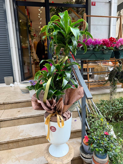 Dracaena Fragrans Dorado