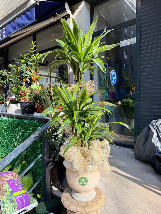 Dracaena Fragrans Lemon Lime