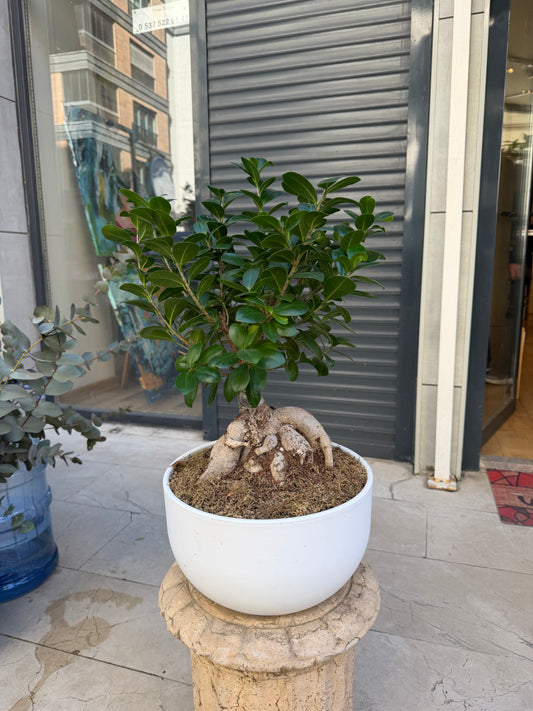 Bonsai