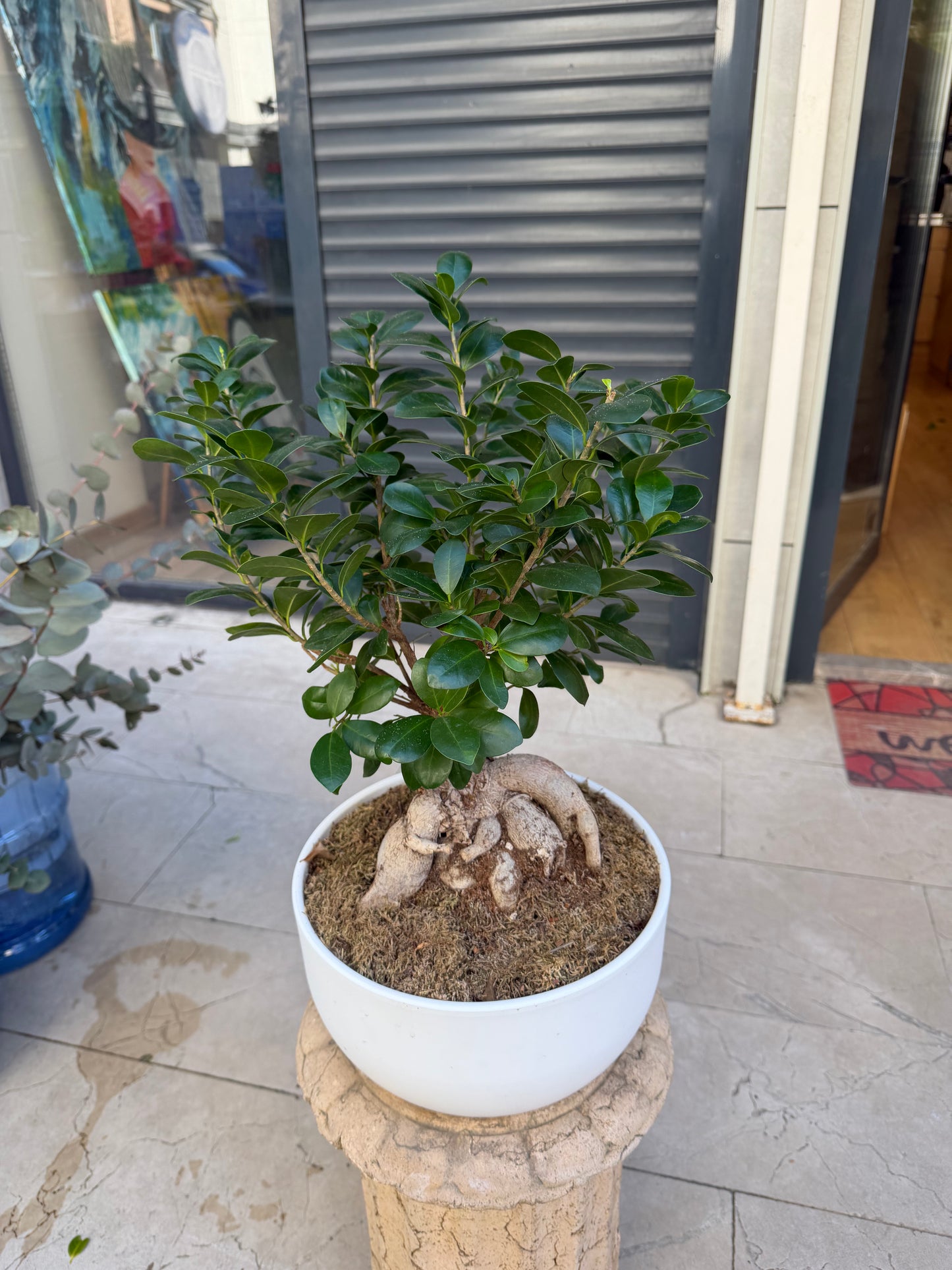 Bonsai