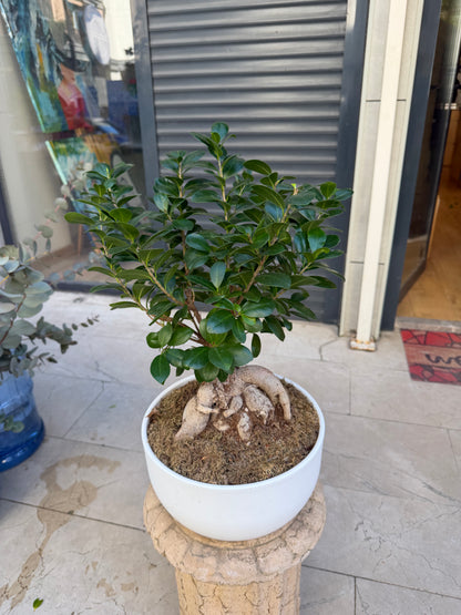 Bonsai