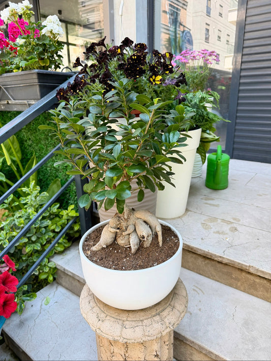 Ficus Ginseng Bonsai