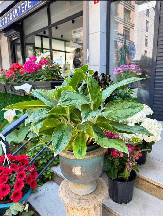 Aglaonema Silver Bay