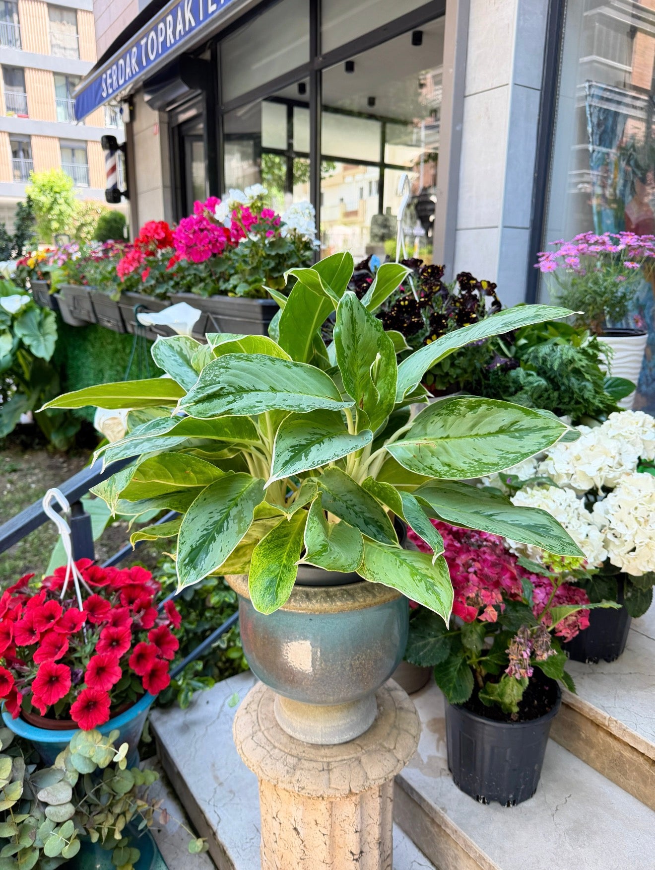 Aglaonema Silver Bay