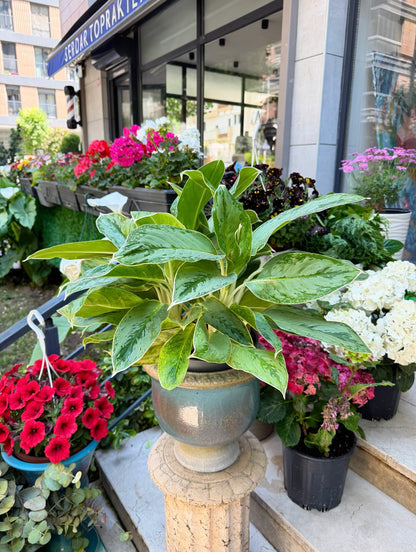 Aglaonema Silver Bay