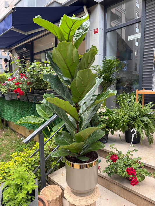 Ficus Lyrata