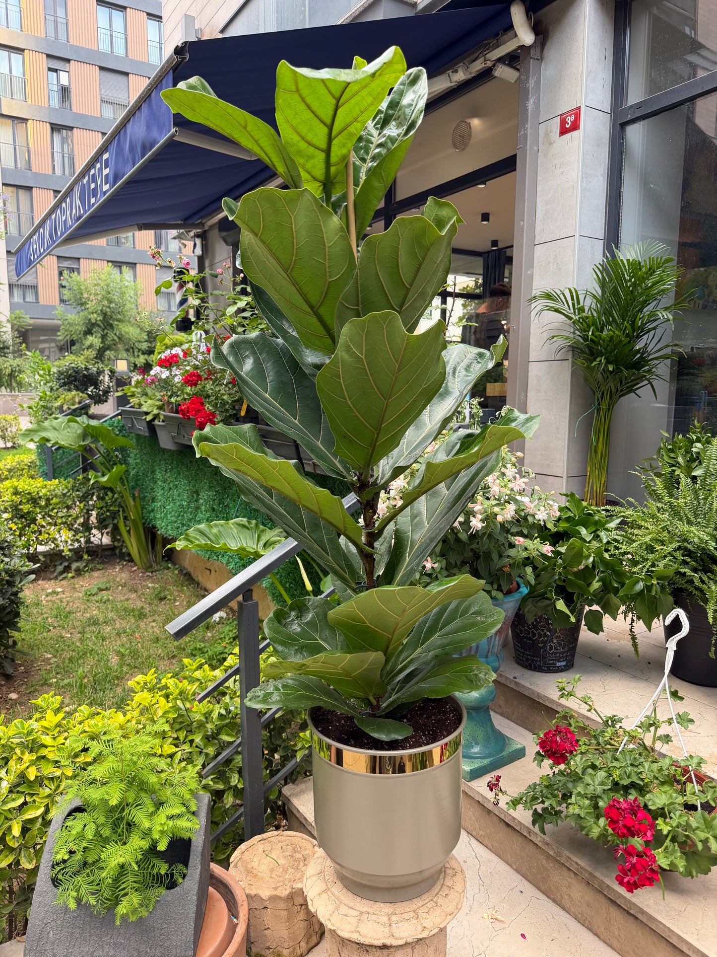 Ficus Lyrata