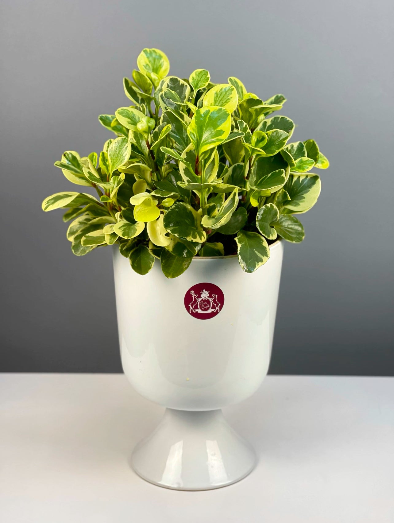  Alacalı Peperomia, 50-60 cm boyunda, şık seramik saksıda iç mekan dekorasyonuna zarif bir katkı sağlar.