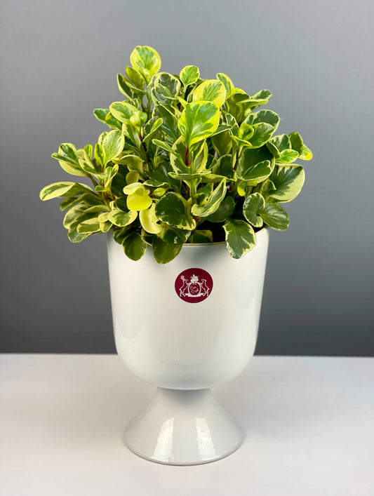  Alacalı Peperomia, 50-60 cm boyunda, şık seramik saksıda iç mekan dekorasyonuna zarif bir katkı sağlar.