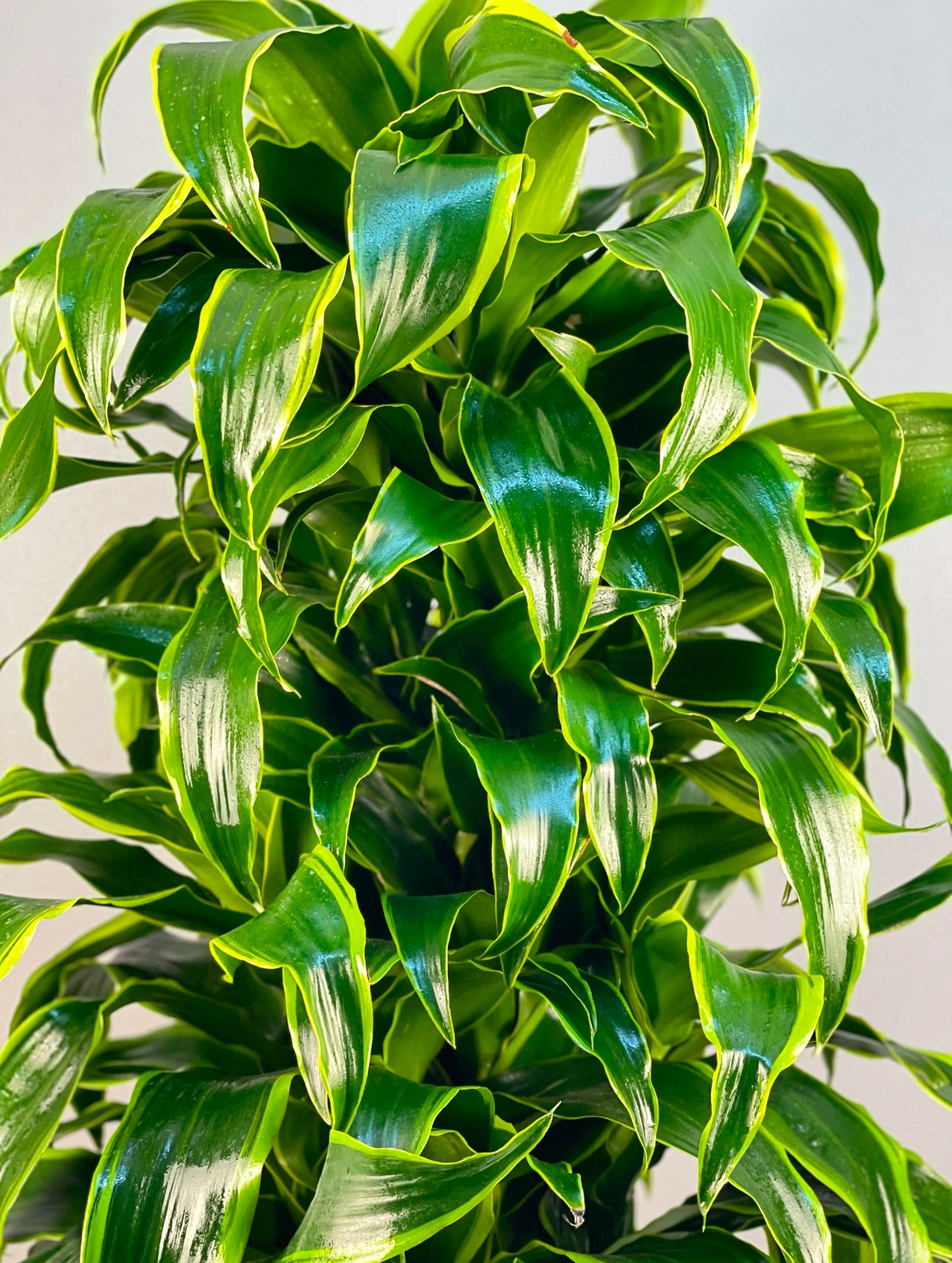 Dracaena Fragrans 'Dorado', 130 cm boyunda zarif yaprakları ve tropikal dokusu ile ofis alanında.