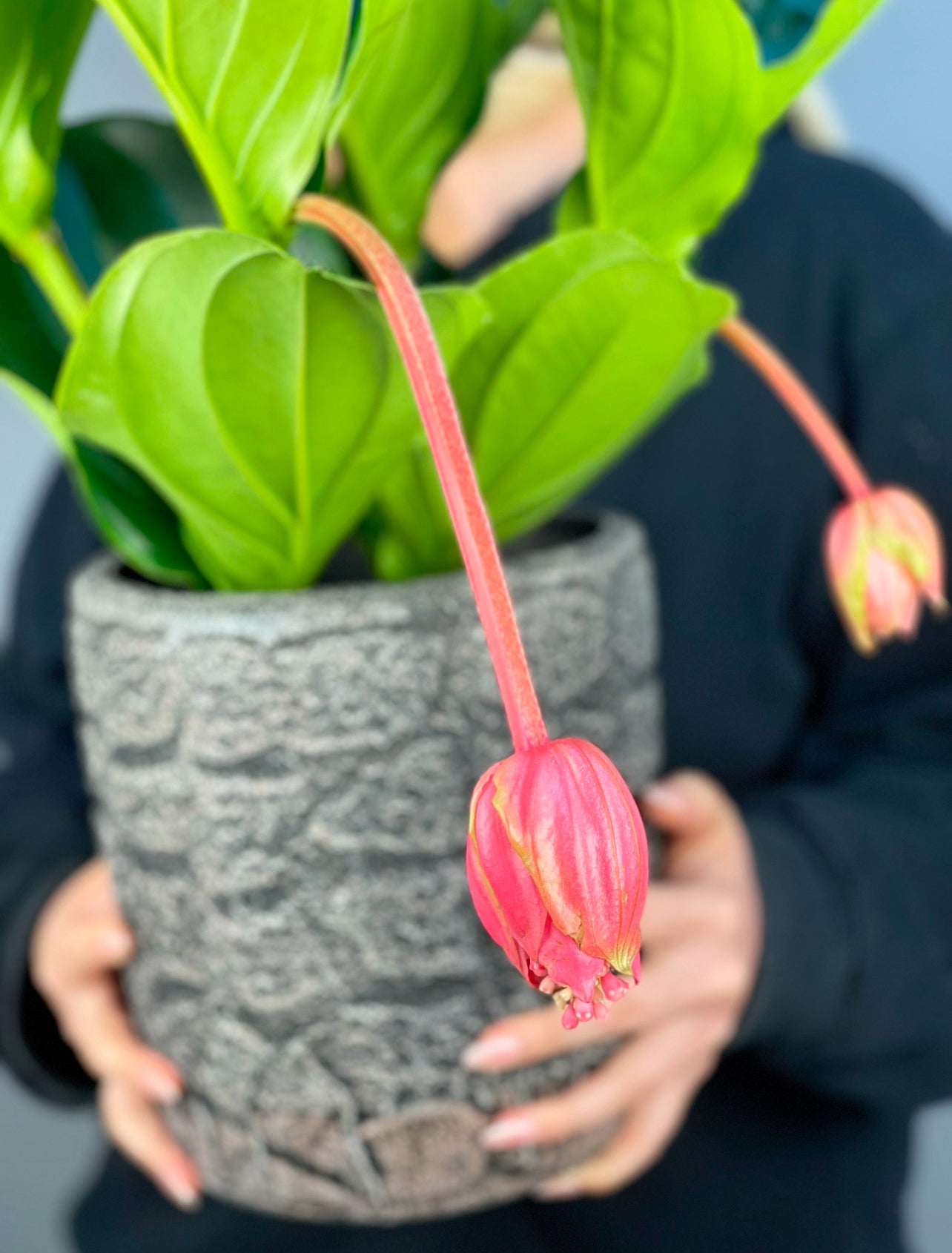 Medinilla bitkisi, yeni ev hediyesi, iş yeri açılışı veya doğum günü için özel bir seçenektir.