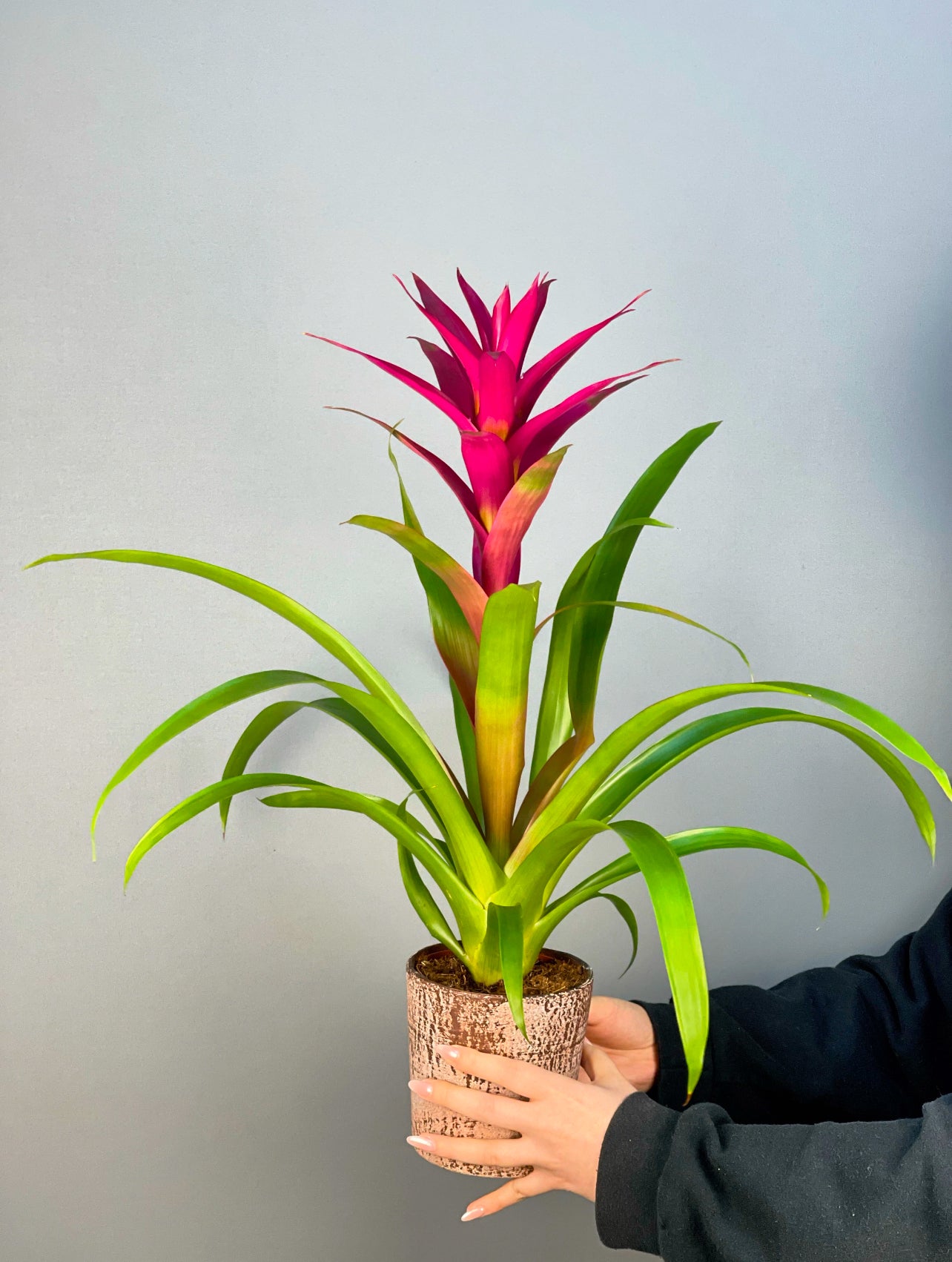 Pembe Guzmania, tropikal bitki sevenler için mükemmel bir hediye seçeneği.