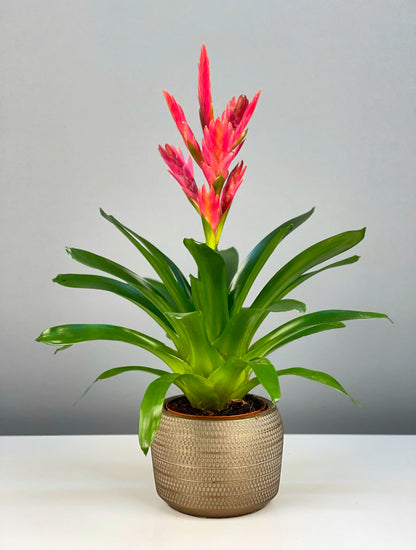 Rosy Pink Vriesea Carinata, tropikal bromeliad türü.